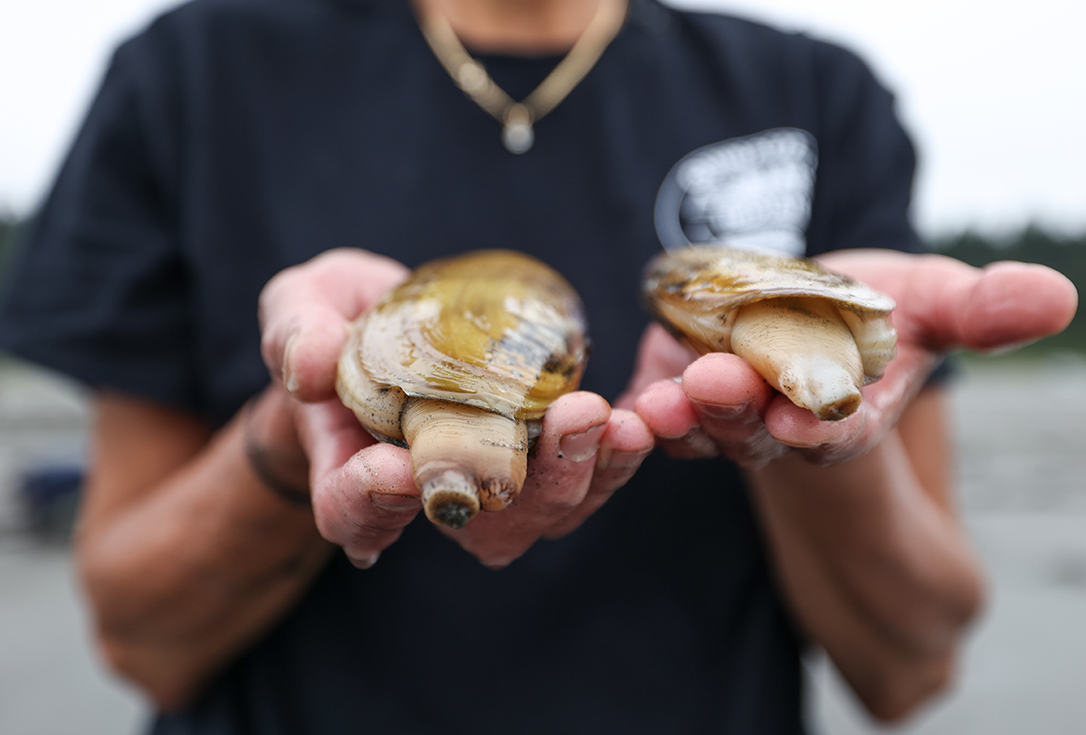 Two hands each hold a razor clam showing the shell exterior and protruding siphon up close