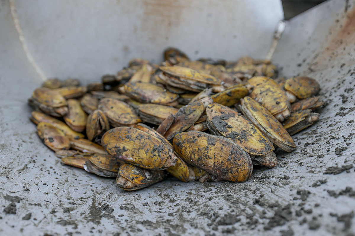 Dozens of mud-covered razor clams piled in a metal weigh bucket on a wet sandy beach