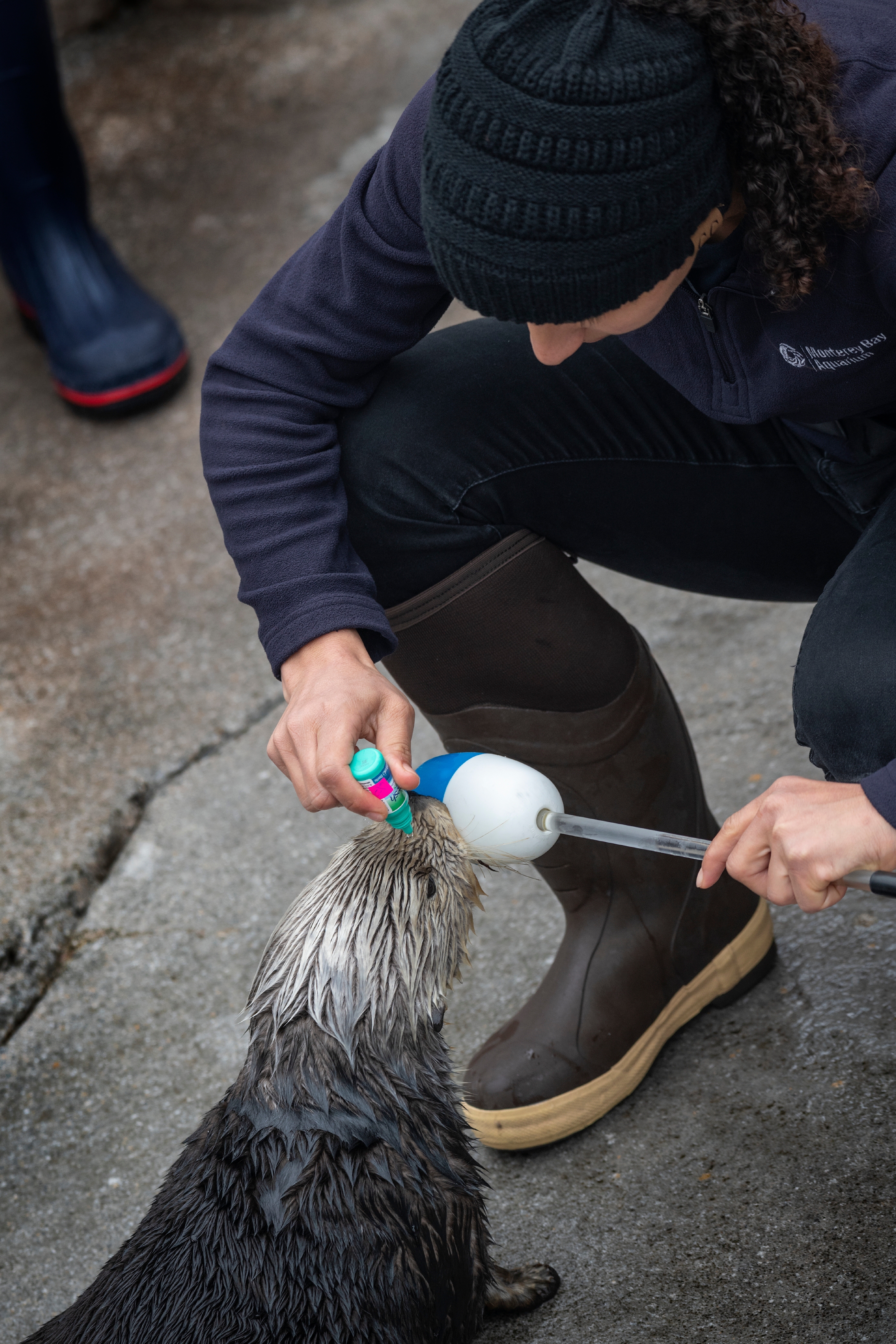 Animal Care staff training and working with Rosa, to apply eye drops in her eyes