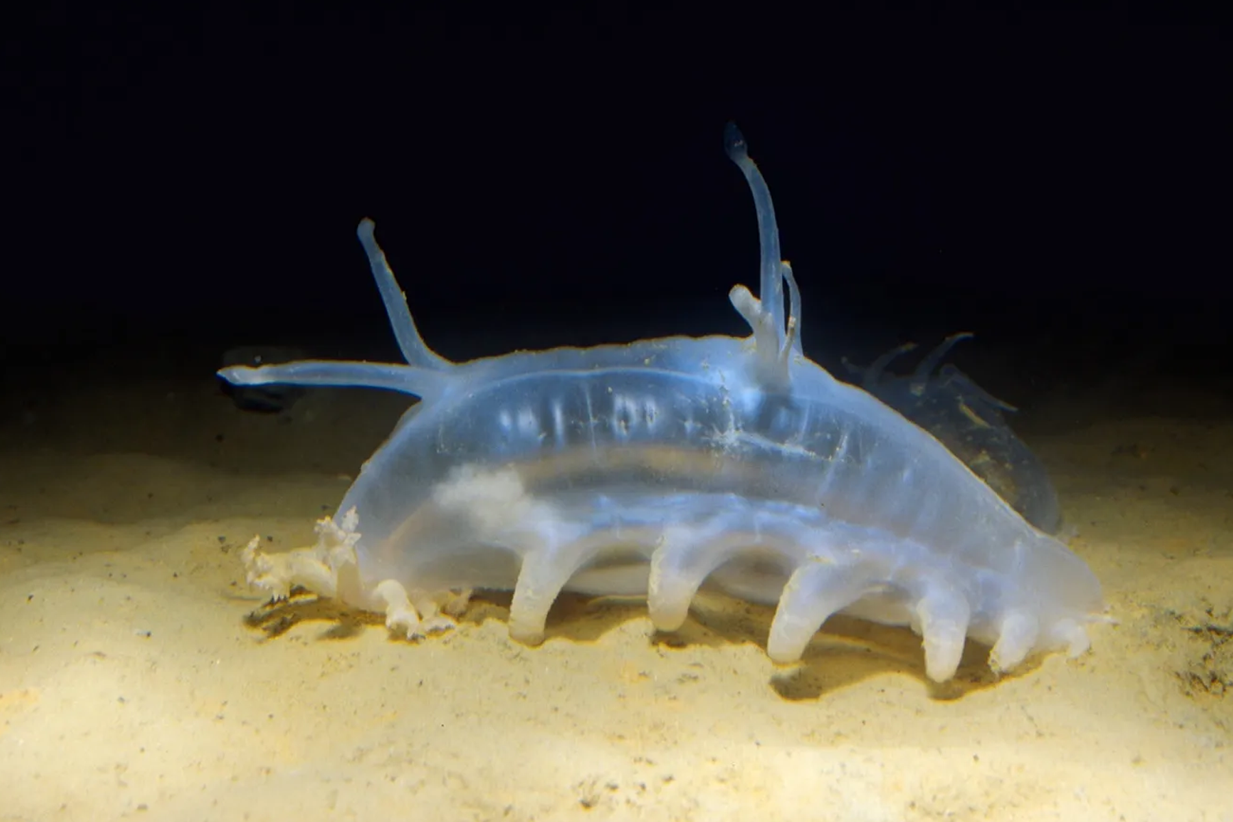 Translucent pale sea pig, a type of deep-sea cucumber, crawls across a sandy ocean floor in the dark
