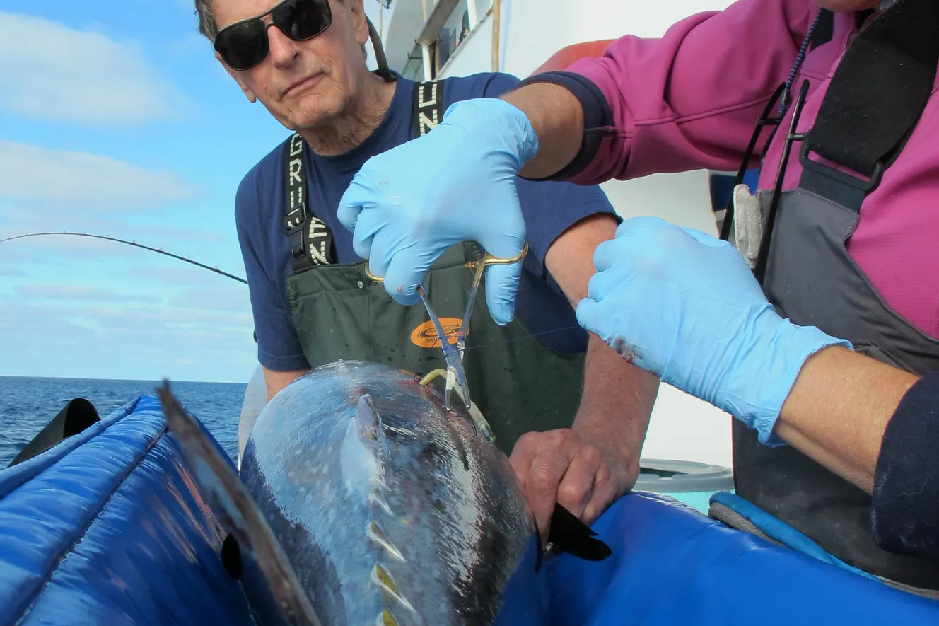 Two researchers in gloves attach a tracking tag to a large bluefin tuna on the deck of a research vessel