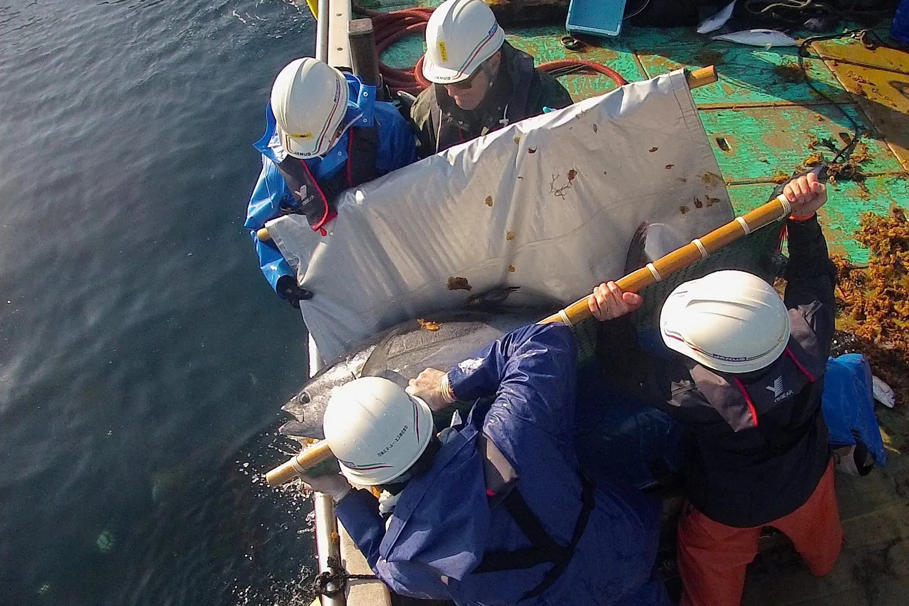 Four researchers in hard hats carry a large bluefin tuna in a sling to release it back into the ocean