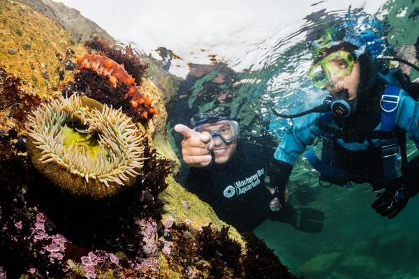 Dive instructor pointing out a sea anemone to an Underwater Explorer child in the Great Tide Pool at the Monterey Bay Aquarium.