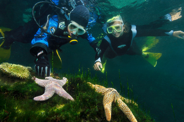 An Underwater Explorer dive instructor shows an Underwater Explorer child two large sea stars colored light pink and orange and a green sea anemone  at the bottom of the Great Tide Pool.