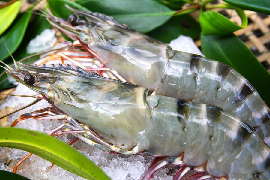 Black tiger shrimp from small-scale farms in Vietnam, Verified Green for sustainability by the Monterey Bay Aquarium.