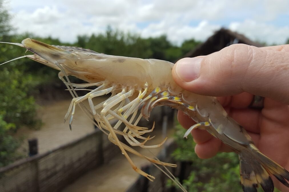 Black tiger shrimp being held in front of a Vietnamese small-scale shrimp farm, now Verified Green for sustainability by the Monterey Bay Aquarium.