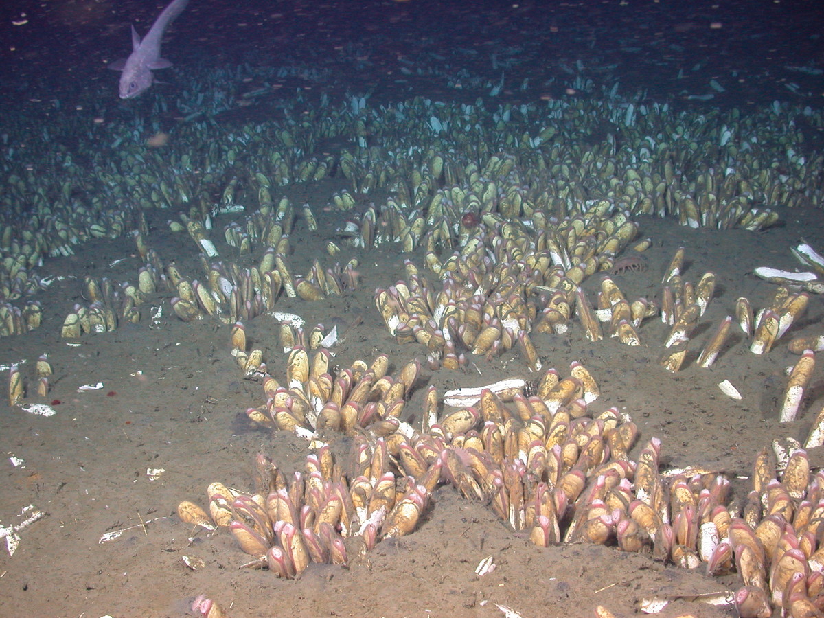 Chemosynthetic clams from about 2800 meters depth in Monterey Cayon