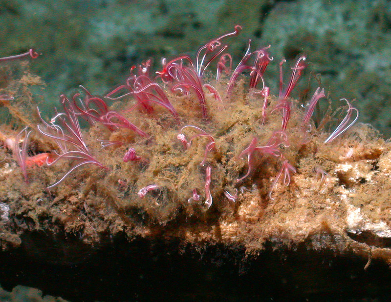 A cluster of bone-eating worms observed by MBARI's remotely operated vehicle (ROV) Tiburon at a whale fall in the outer Monterey Canyon at a depth of 2,897 meters