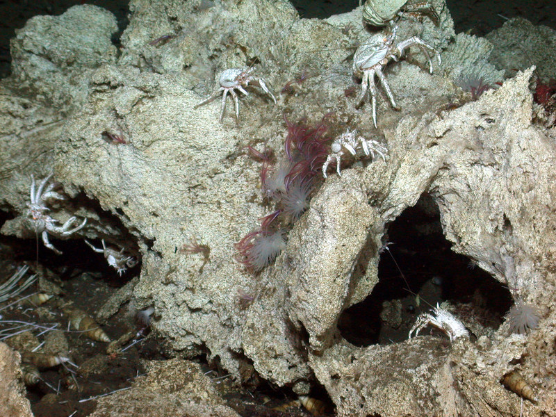 A variety of deep-sea invertebrates, including white squat lobsters, anemones, and snails, cover a whale skull