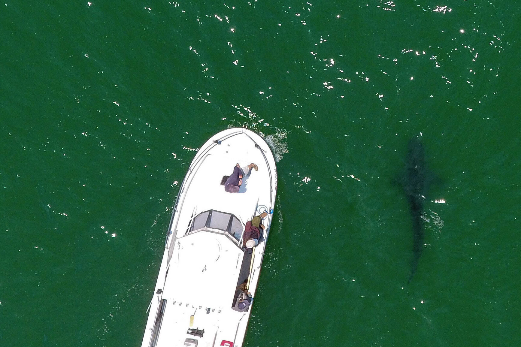 Aerial with boat juvenile white sharks Aptos