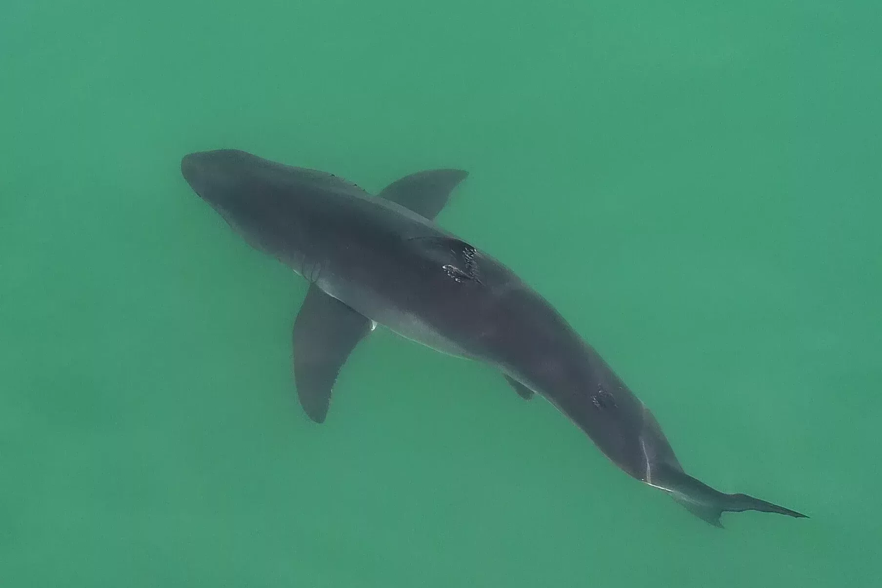 aerial view of juvenile white shark in green ocean water