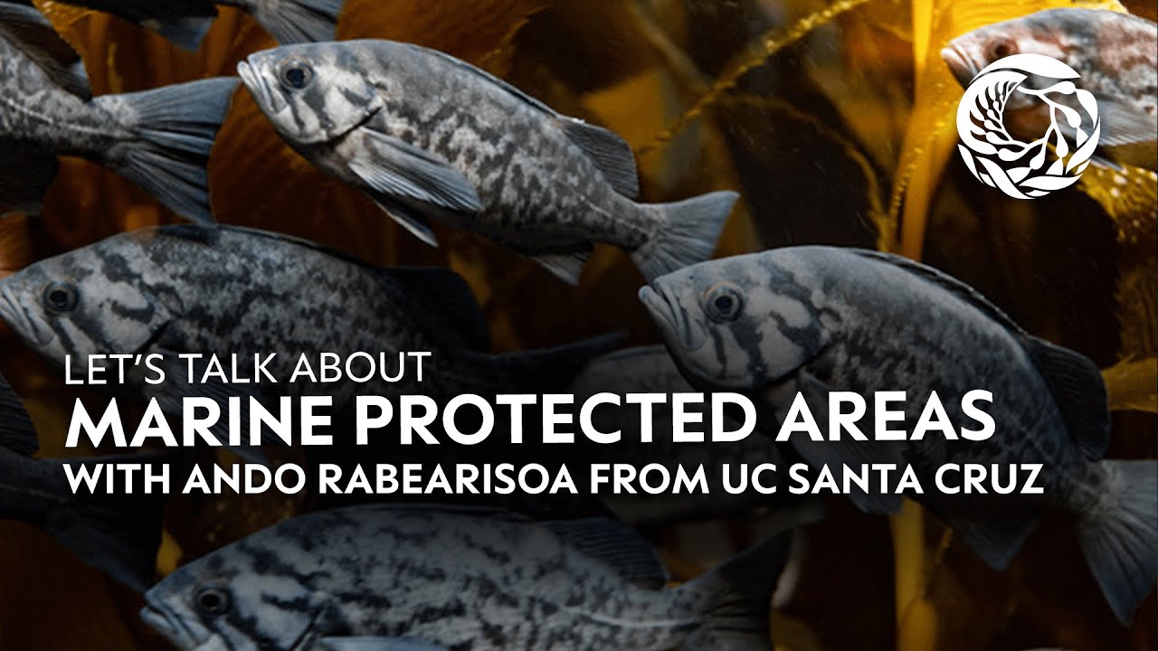 Video thumbnail for a talk about marine protected areas with Ando Rabearisoa from UC Santa Cruz, fish swimming in kelp
