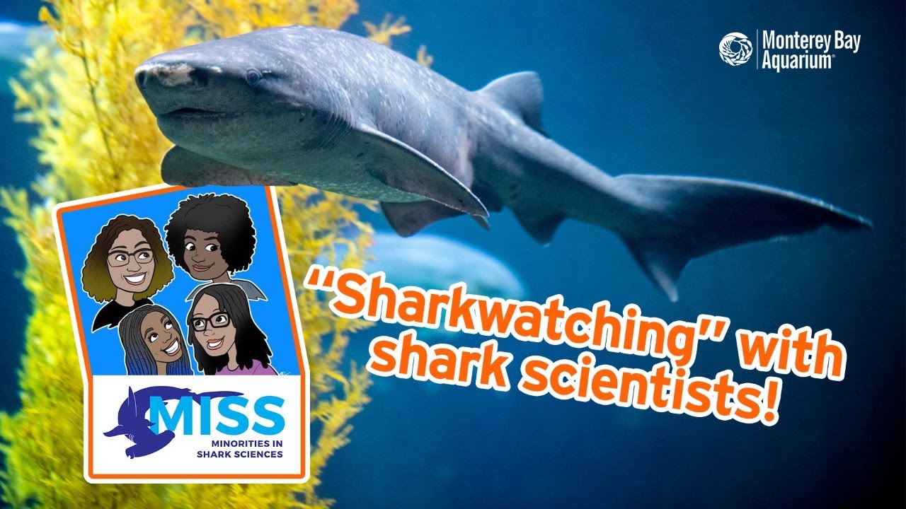 Promotional thumbnail for Sharkwatching with Shark Scientists video featuring a leopard shark and Minorities in Shark Sciences logo