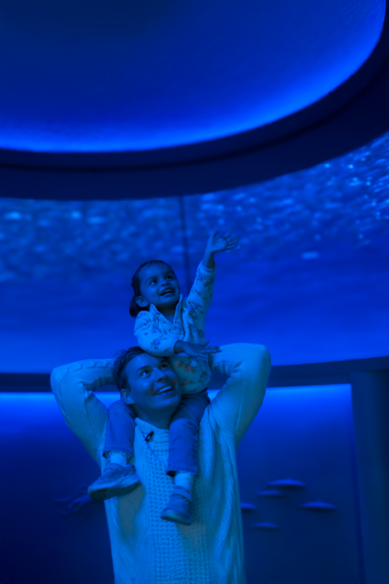 A laughing toddler on the shoulders of an adult reaching up at the sardines swimming above them