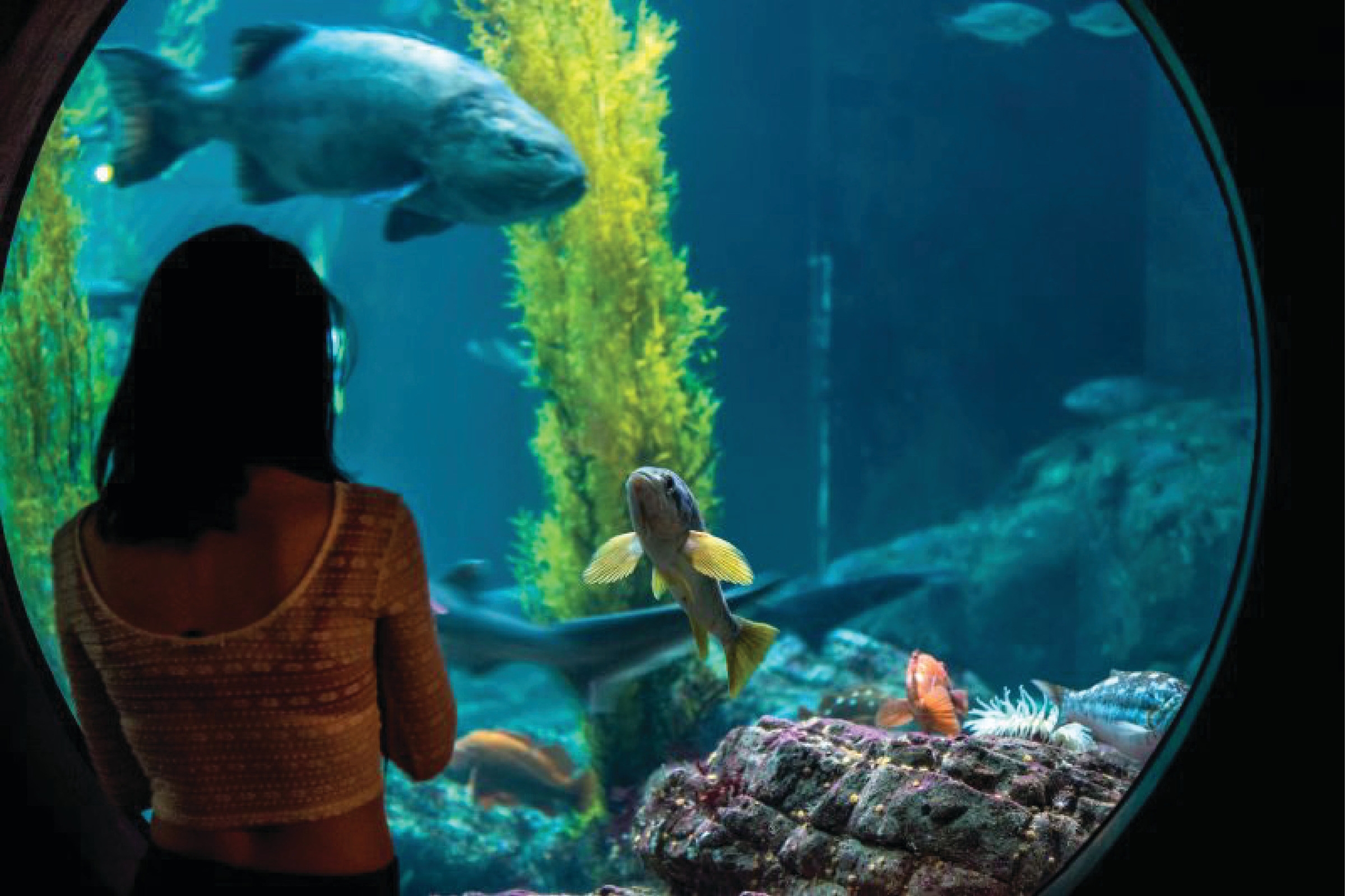 Silhouette of a woman looking through a round porthole-style window into a kelp forest tank with colorful fish, sea anemones, and a large fish overhead