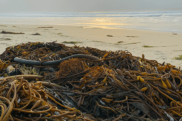 Tangled mounds of dried seaweed washed ashore along a sandy beach