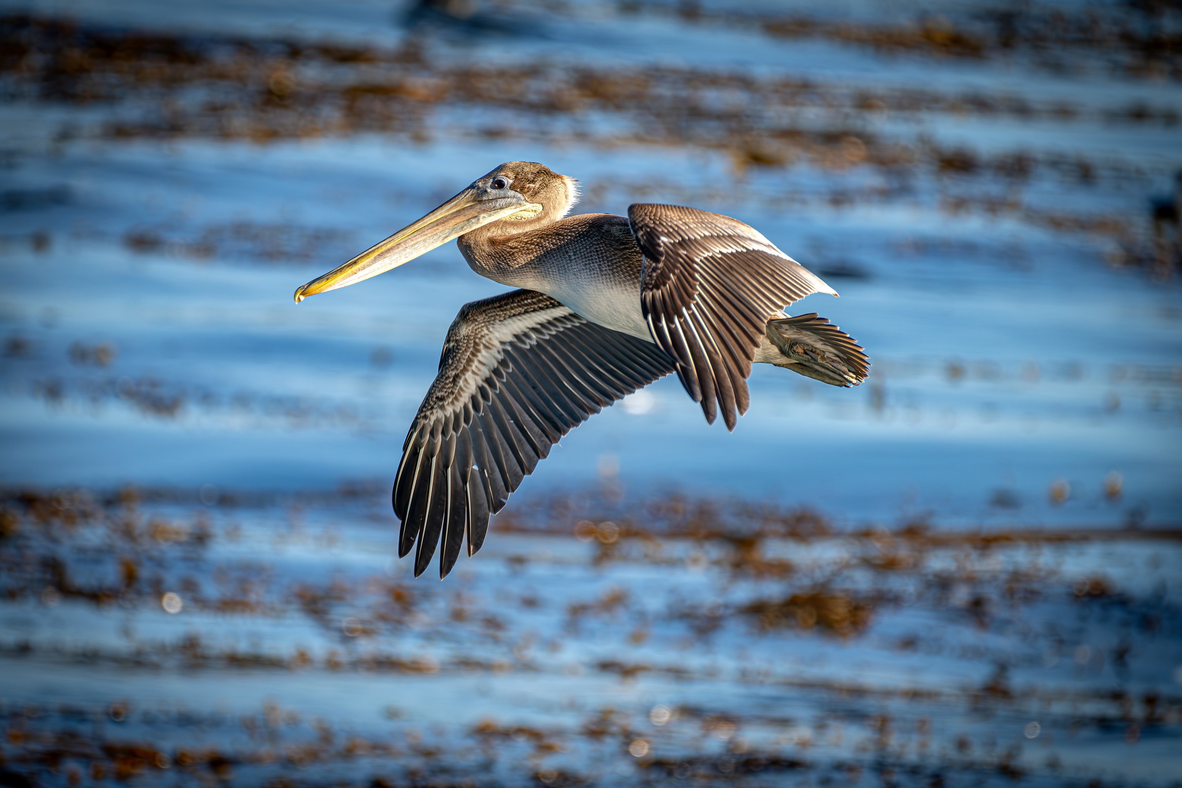 Brown pelican in full flight with wings spread wide soaring low over blue water and golden kelp beds in warm afternoon light