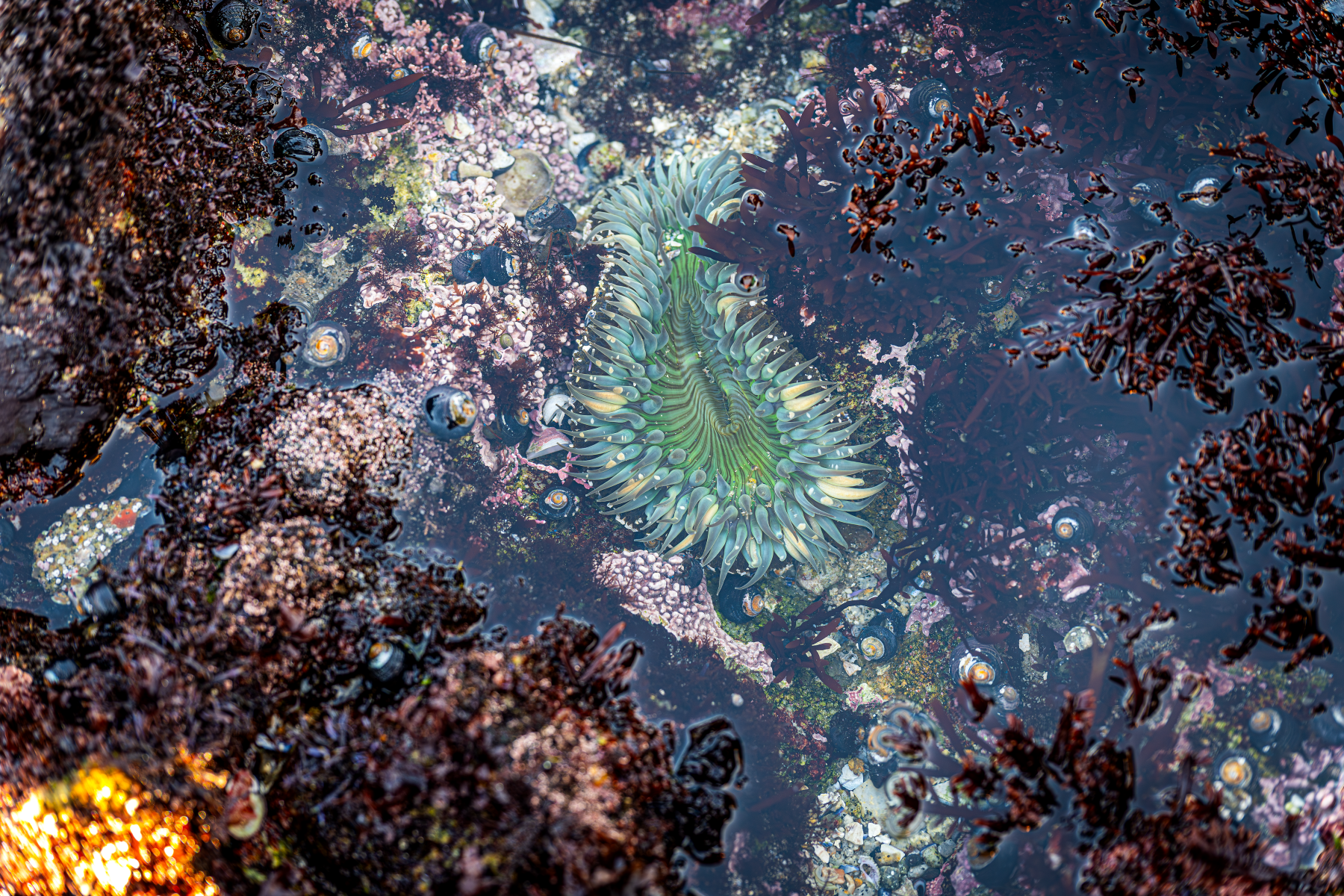 A green sea anemone with extended tentacles in a tidal pool surrounded by mussels and algae