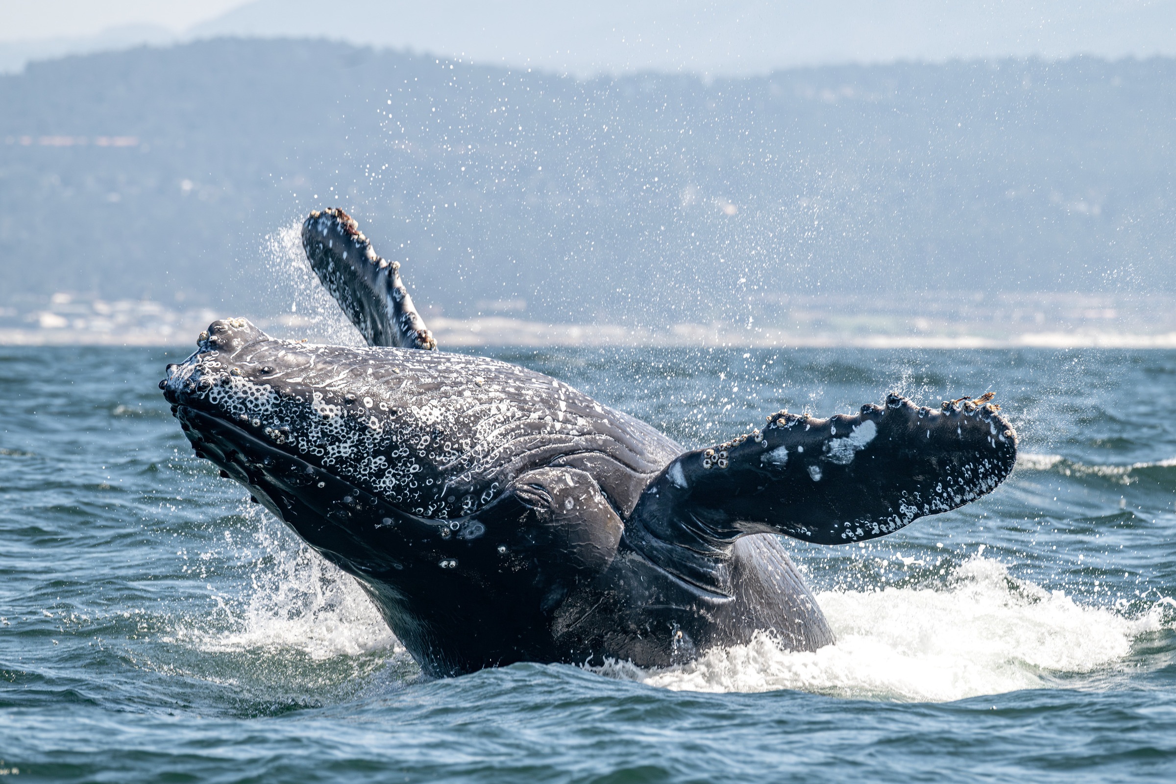 Humpback whale breaching out of the ocean, barnacle-covered body and pectoral fins splashing, with coastal mountains behind