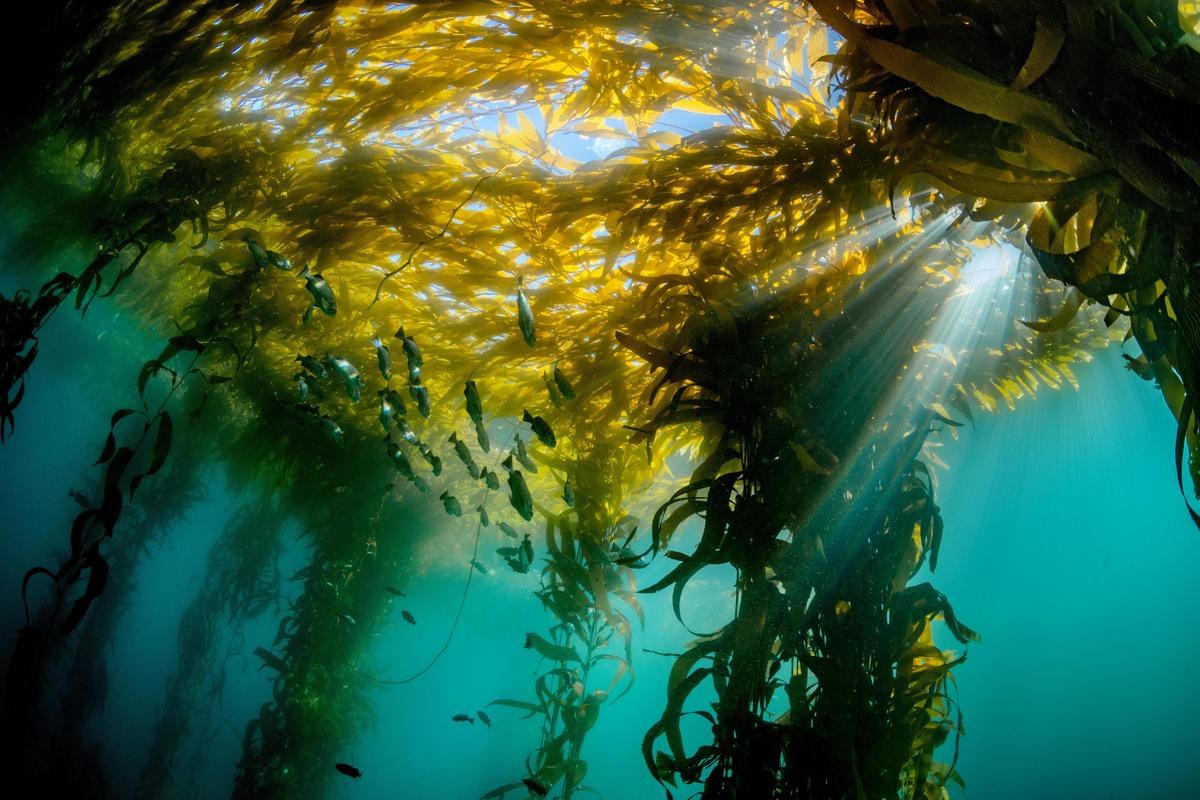 A school of fish swims through a sunlit kelp forest with golden-brown canopy and blue water