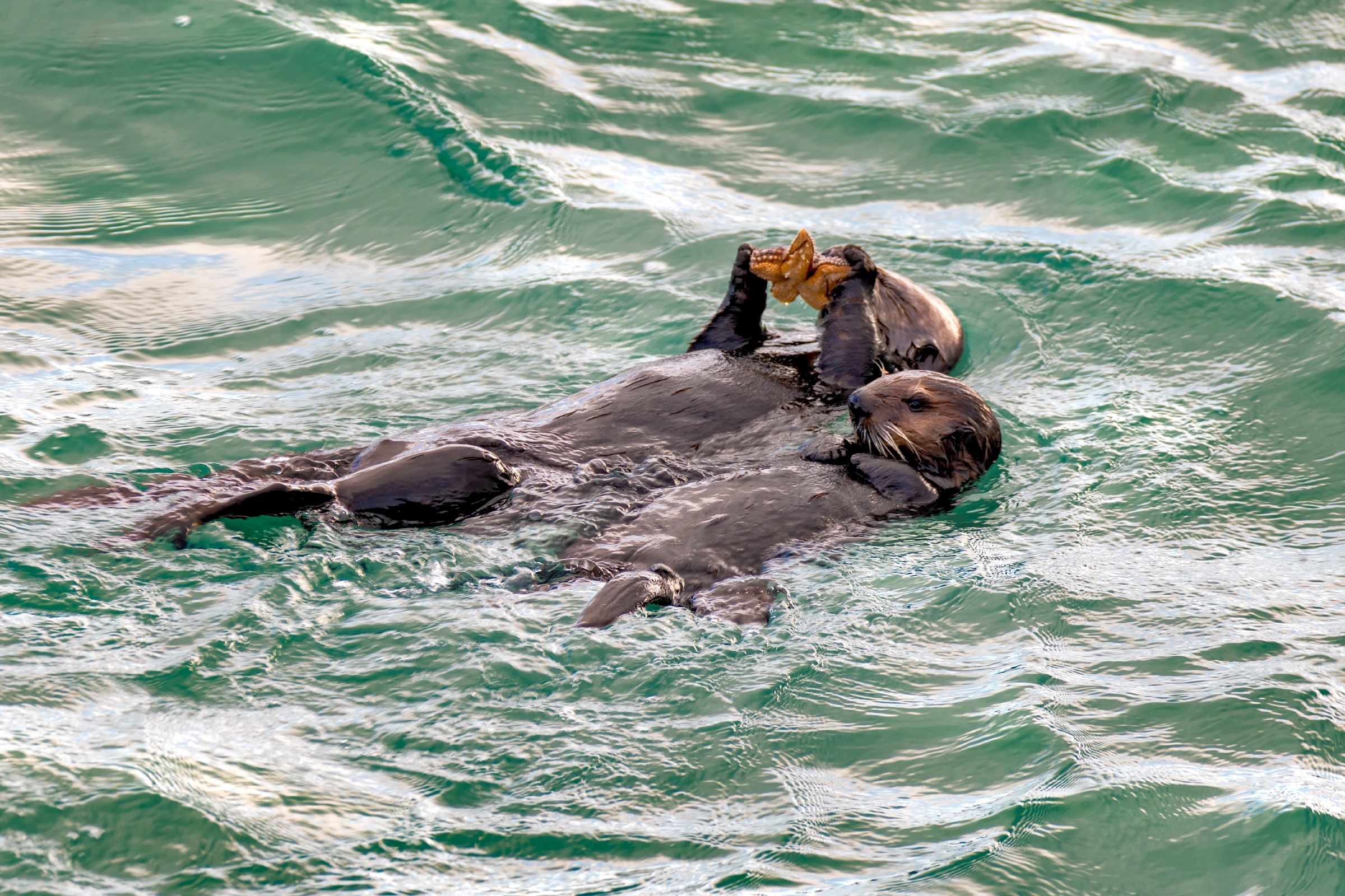 An otter mother showing her pup how to eat a sea star in Monterey Bay