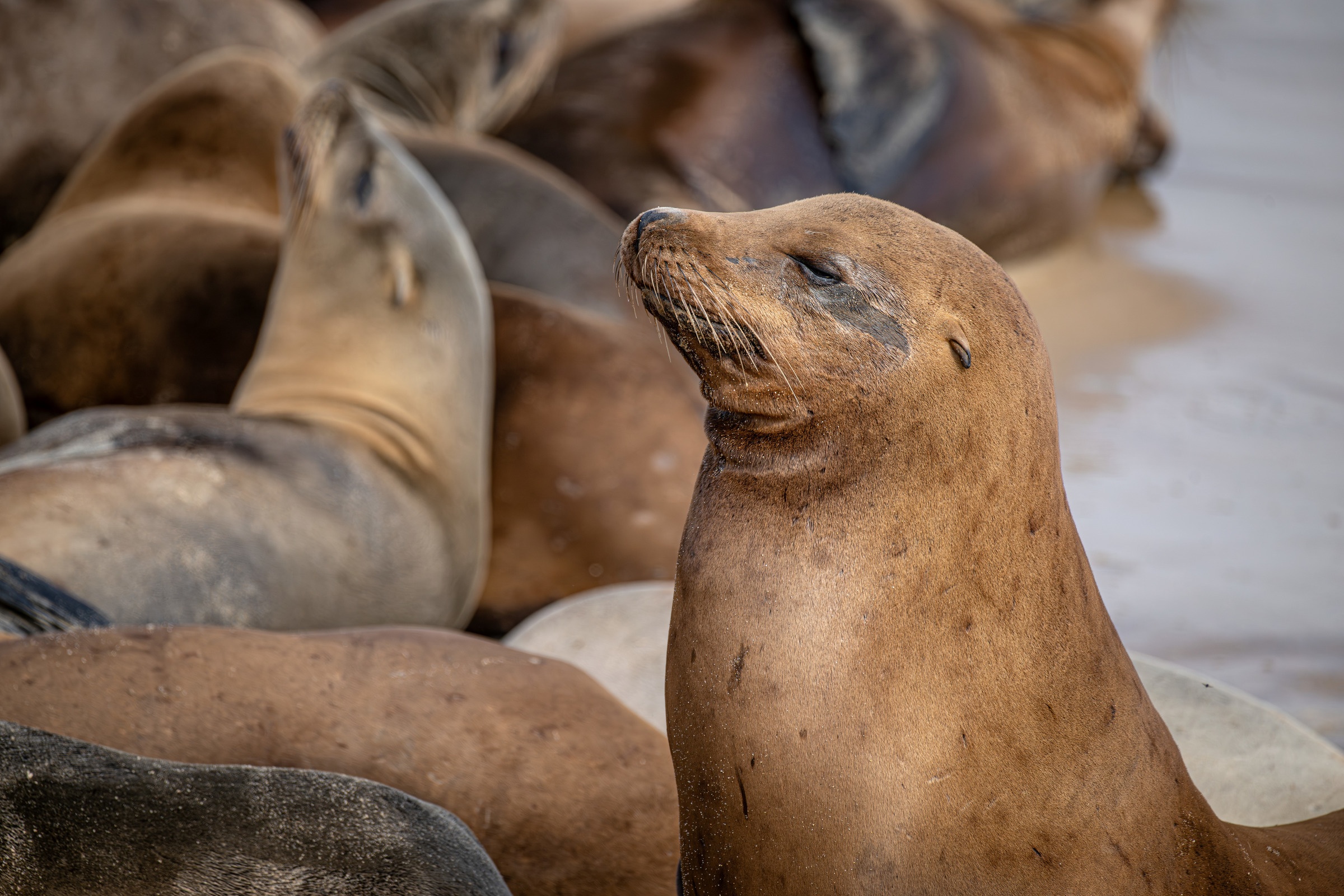 A California sea lion lifting its head among a crowded colony of resting sea lions on a sandy shore