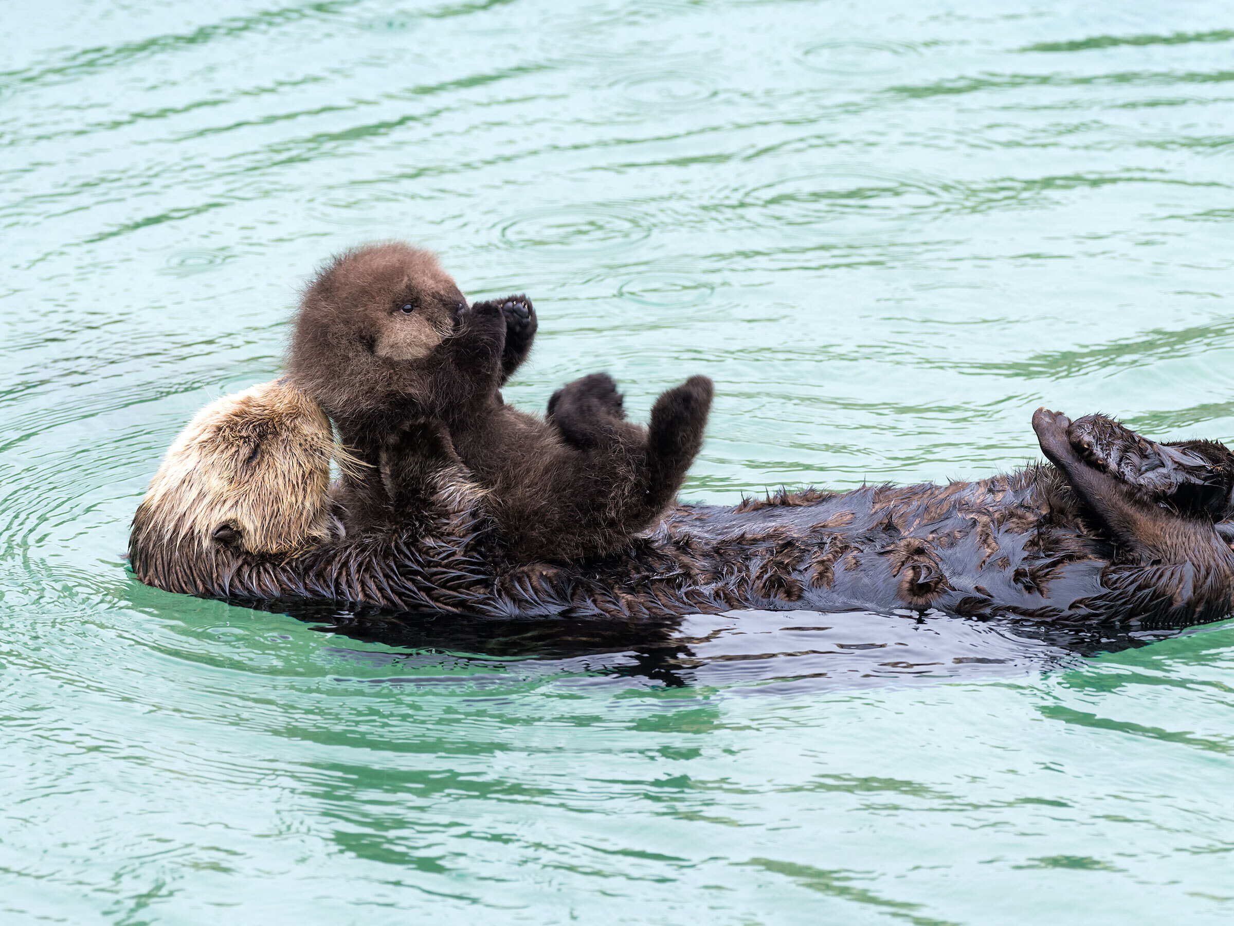 A sea otter holding her newborn pup while floating on her back