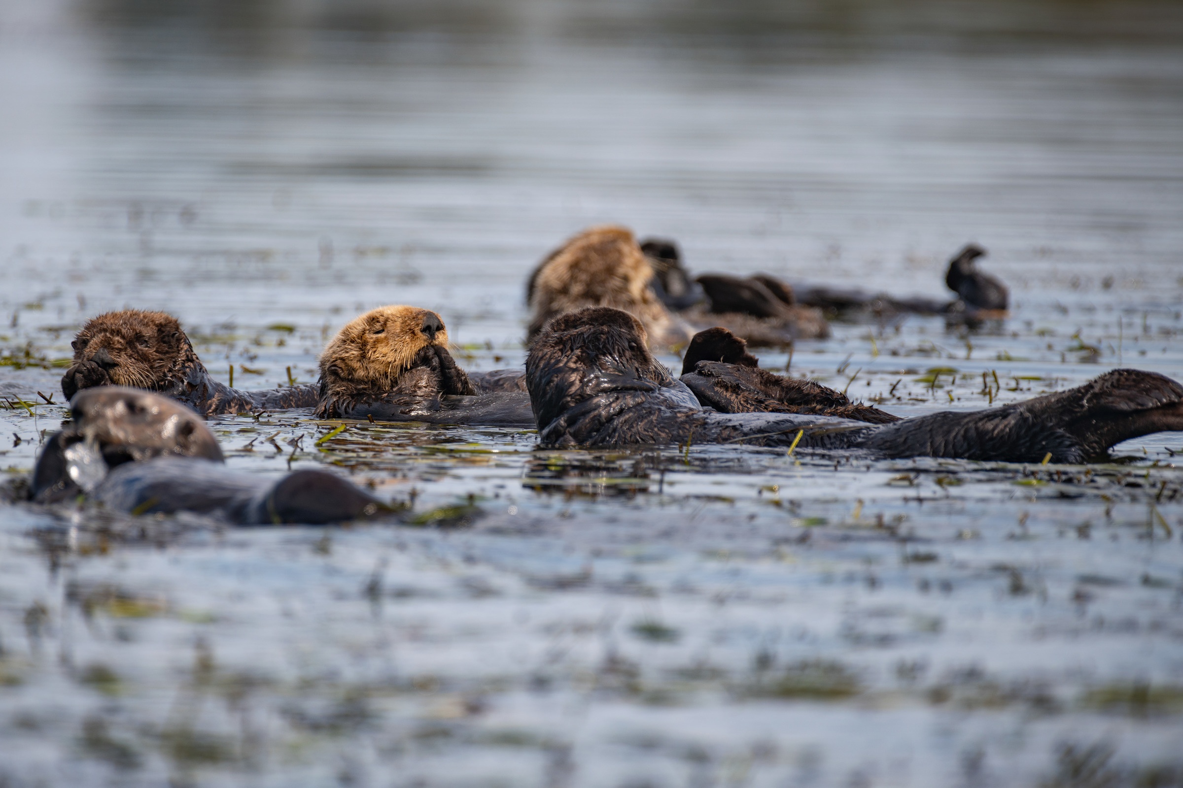 A raft of sea otters floating together on their backs in calm shallow water, wrapped in kelp, with one in the foreground looking up