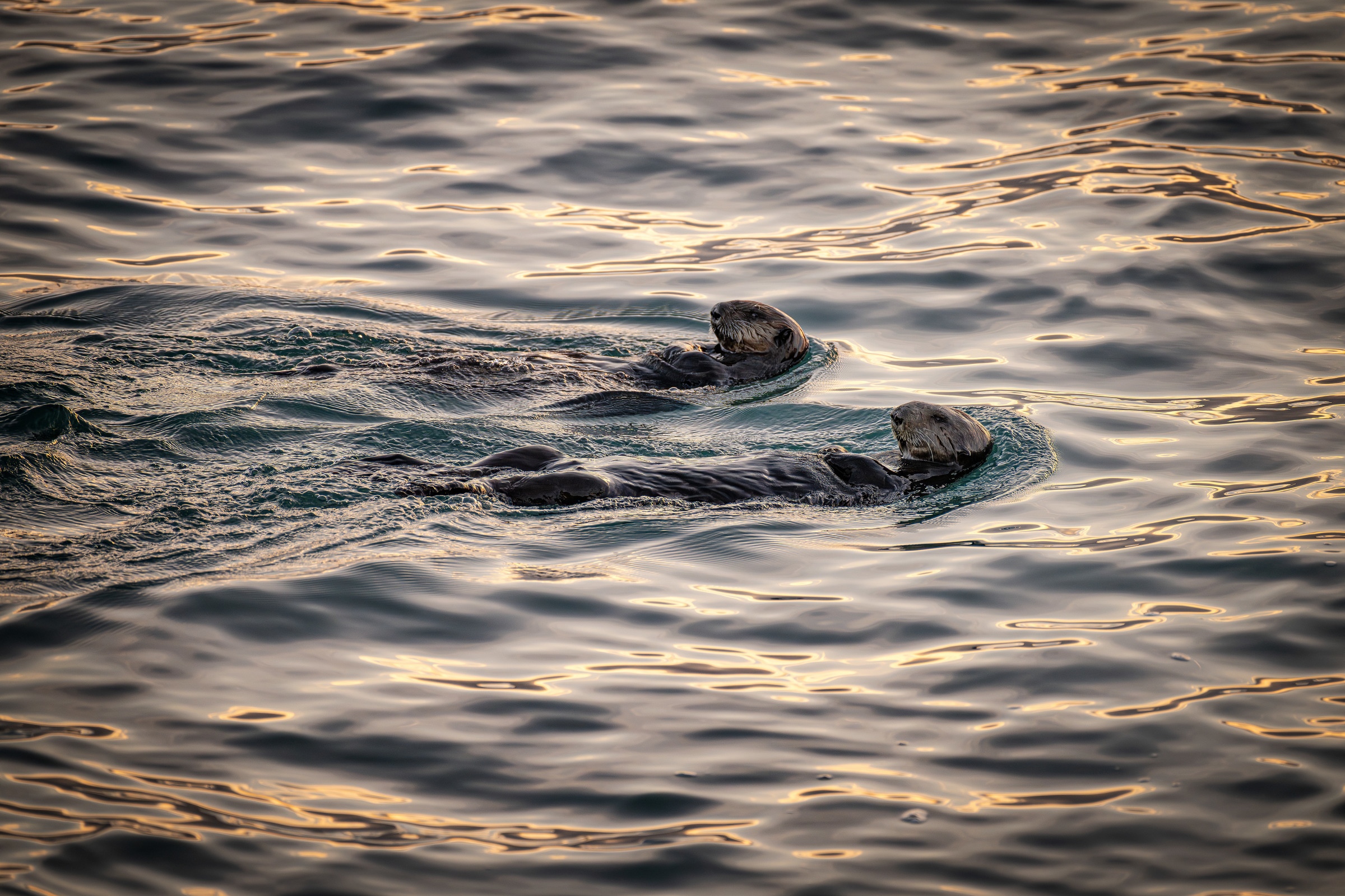 Two sea otters floating side by side on their backs in gently rippling water at golden hour, their heads raised above the surface