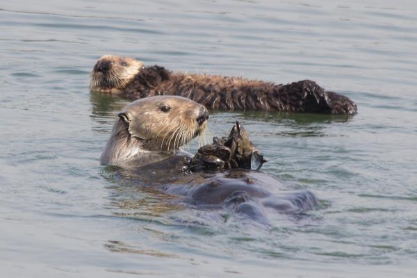A mother otter holds clams as a pup otter rests behind her
