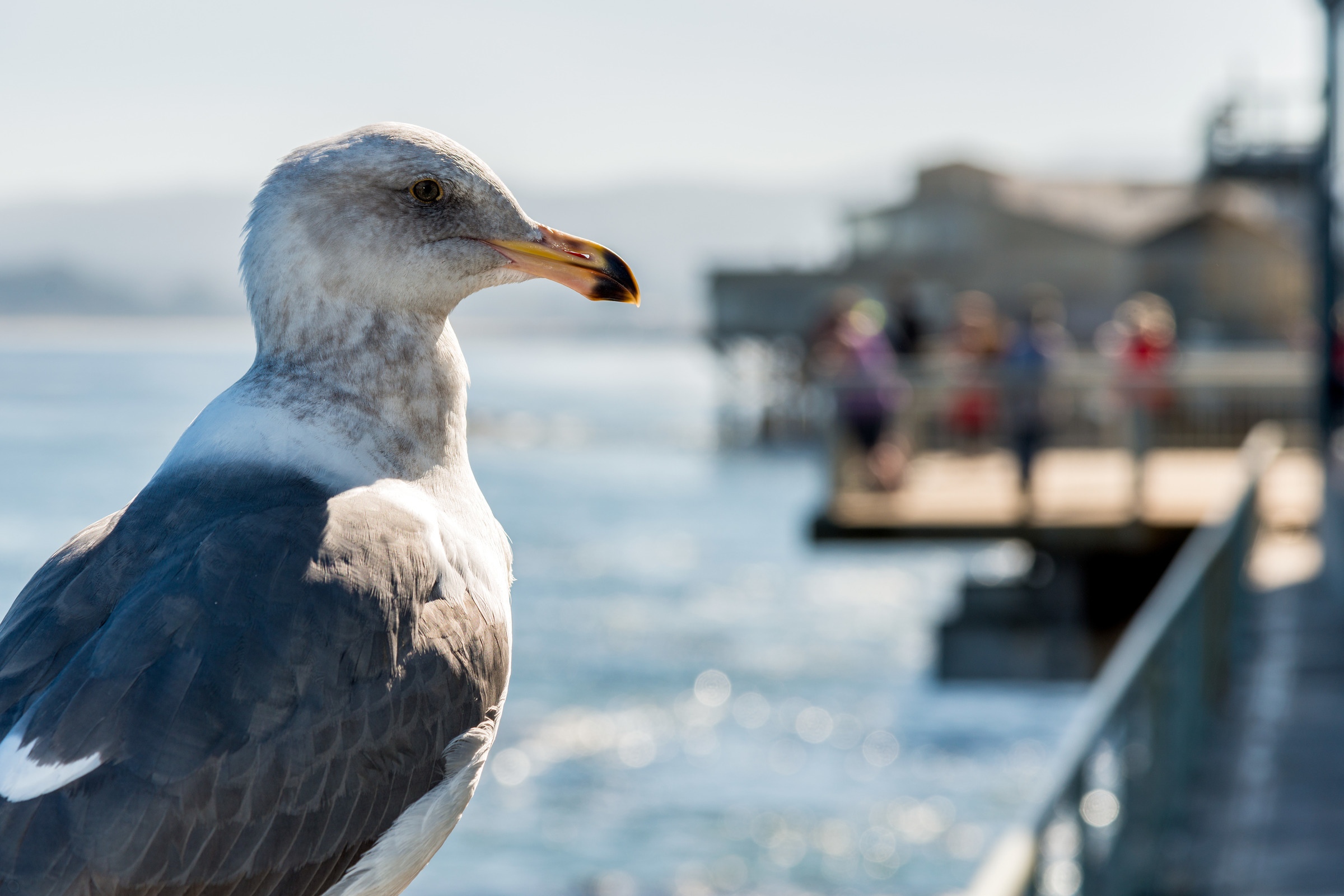 Close-up of a seagull perched on a railing with a yellow-tipped beak, overlooking a sunny coastal pier with blurred visitors and ocean in the background